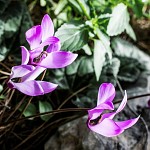 Cyclamen, fleur sacrée de l'amour au Japon. רקפות במבנה